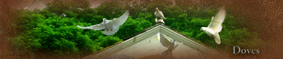 White Dove Releases