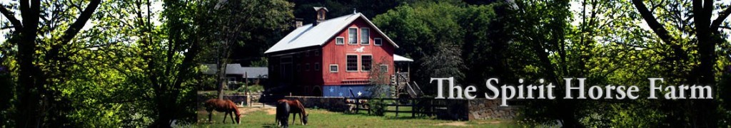 Guy Mauri appeals Zoning Commission's Cease and Desist order: ZBA sides with The Spirit Horse Farm!